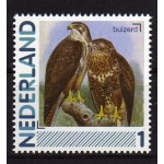2791-Aa-8-Vogels-Buizerd